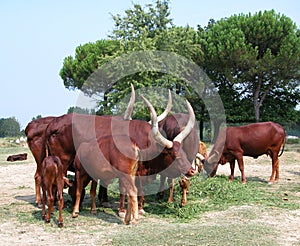 Brown Watusi bull in the wild park Natura Viva, Bussolengo, Italy