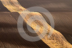 Brown waves of agricultural field.
