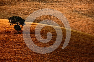 Brown wavy hillocks sow field with alone solitaire tree, agriculture landscape, Tuscany, Italy