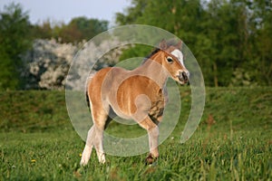 Brown welsh pony foal