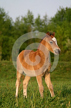 Brown welsh pony foal