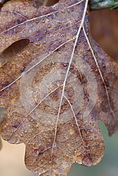 Brown wet autumn oak leaf on twig macro