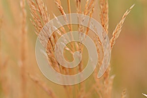 Brown wheat stems close together.