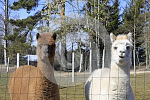 Brown and White Alpacas, Vicugna pacos