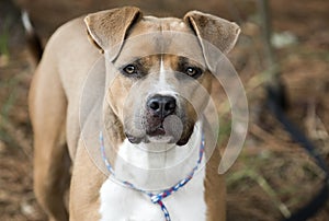 Brown and white American Pitbull Terrier dog outside on leash