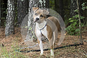 Brown and white American Pitbull Terrier dog outside on leash