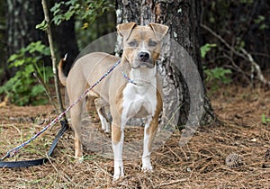 Brown and white American Pitbull Terrier dog tied outside on leash