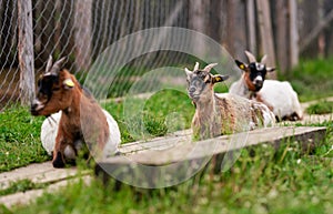 Brown white American pygmy goat resting on wooden footpath, looks like smiling, more blurred animals near
