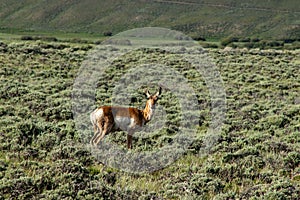 A brown and white antelope standing on top of a lush green field