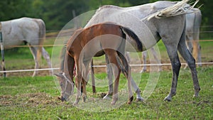 Brown and white Arabian horses grazing on green field, small foal and mother