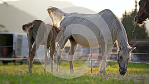 Brown and white Arabian horses grazing on green field, small foal and mother near