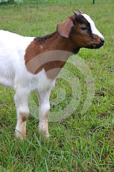 Brown and White Baby Goat