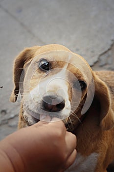 A brown and white beagle dog in the park