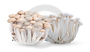 Brown and white beech mushrooms or Shimeji mushroom isolated on white background. food high protien
