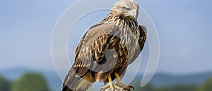 Brown and White Bird Perched on Tree Branch, Nature Wildlife Photography