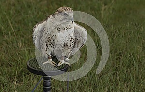 Brown and white bird of prey