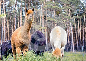 Brown, white and black alpaca in pasture in front of pine trees. Alpaca herd in Germany. Llama, alpaca, farm animals eating grass photo