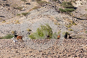 Brown, white and black goats in desert farm in Hajar Mountains in United Arab Emirates .