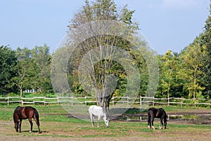 Brown white and black horse