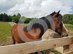 Brown, white, and black horse and wood fence