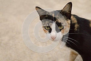 Brown ,white,  black  three color thailand cat