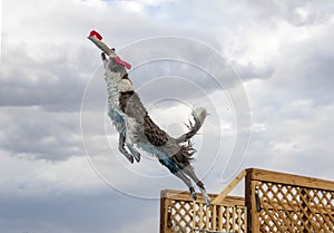 Brown and white border collie in mid-air dock diving