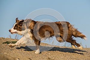 Brown and white border collie is running for ball on send.