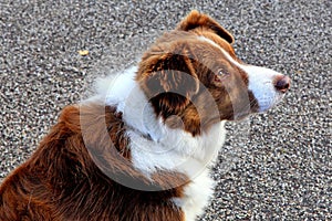 Brown and white border collie sheepdog photo