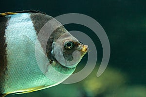 Brown and white butterflyfish Hemitaurichthys zoster