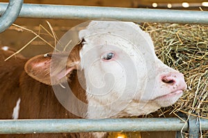 A brown and white calf in a pen