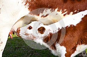 Brown and white calf suckling