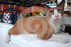 Brown white cat