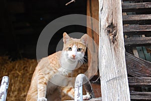 The brown white cat