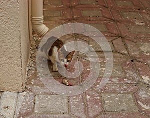 Brown and white cat on foothpath and watching up and down