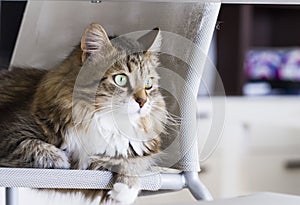 Brown with white cat in the garden, long haired siberian breed