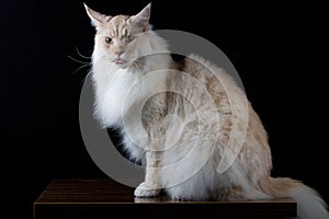 Brown white cat looking front