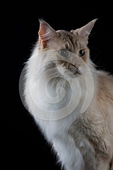 Brown white cat looking a side