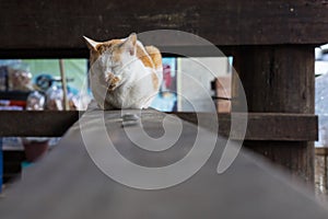 Brown and white cat sleeping on a wooden board