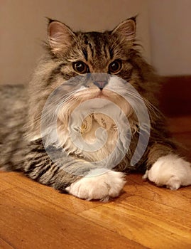 Brown white cat stares at camera