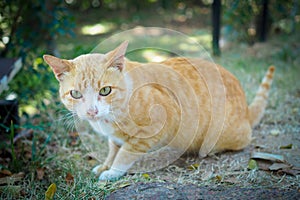 Brown and white cat thai on green grass in nature landscape