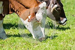 Brown white cattle cows graze at fresh green meadow photo