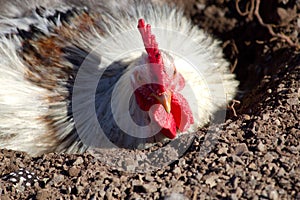 Brown and white chicken