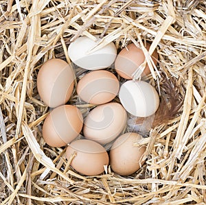 Brown and White Chicken Eggs in Nest.