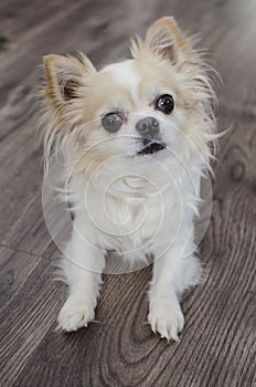 Brown and white chihuahua