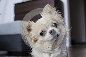 Brown and white chihuahua