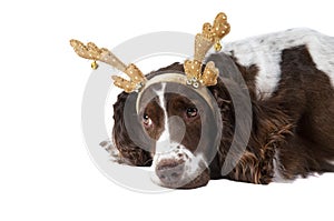 Brown and White Cocker Spaniel dog with Holiday Reindeer Antlers