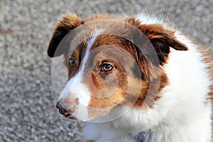 Brown and white collie sheepdog