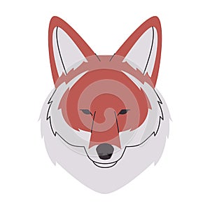 brown and white color head coyote or wolf wild predator mammal animal danger hunter carnivore creature