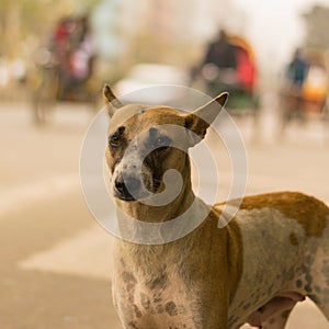 Brown and white color Indian pariah dog looking at the camera
