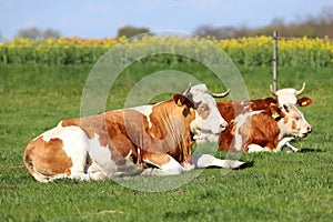 Brown and white colored cows enjoying summer sun and laying on g